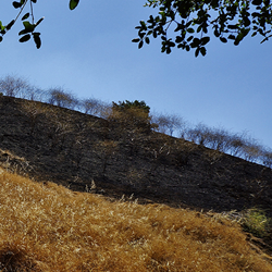 Help us plant this burned hillside in Hanns Park!