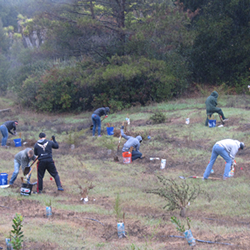 Volunteers plant native trees in Hanns Park. 