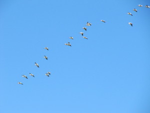 Pelicans Above White Slough, Vallejo